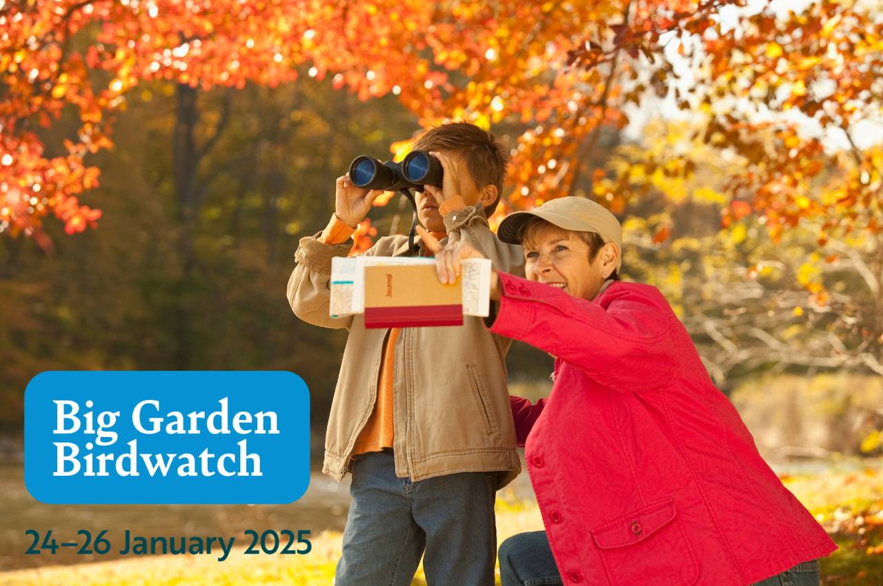 Big Garden Bird Watch Guide: Best Food to Attract More Birds